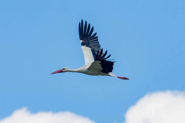 istock White and black feather stork in flight.  Wild birds.  Large birds.  Large birds.  Migratory birds 1312864783