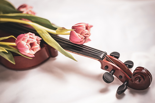 Close-up of wooden violin covered with fresh spring tulips bouquet. Detailed picture of musical instrument, romantic studio decoration. Concept of art, music, antique