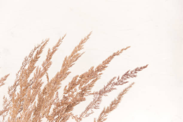 istock Pampas fluffy grass outdoor in light pastel colours 1312864926