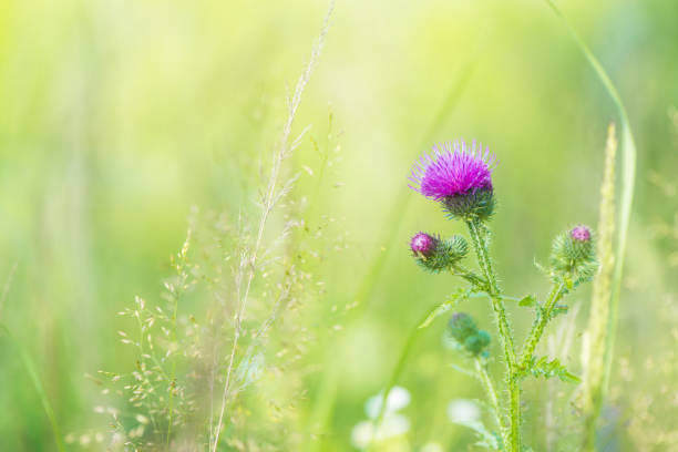istock Burdock thorny purple flower in grass 1312864933