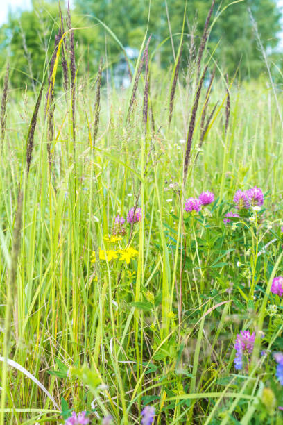 istock Smelly blooming plants on green meadow 1312864940
