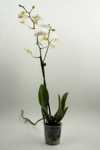 istock phalaenopsis amabilis in pot with white background 1312865876