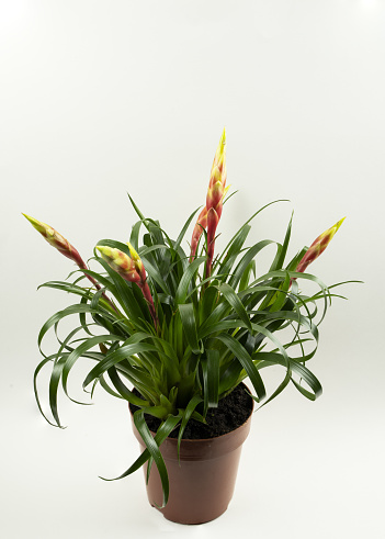 vriesea shannon potted with white background, top view