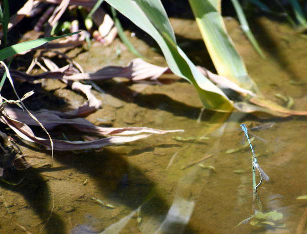 istock Two dragonflies breeding overwater 1312866490