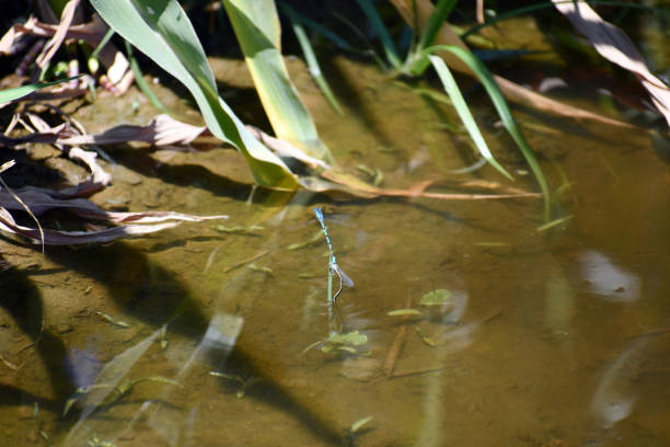 istock Dragonflies connected together over water 1312866494