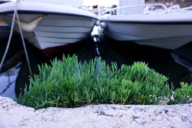 Rock samphire herb in the domestic Mediterranean environment near the unpolluted sea water