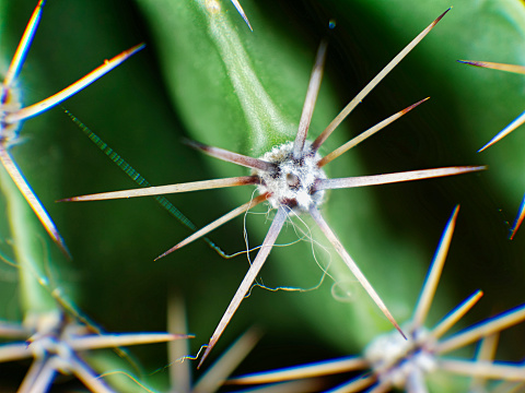 Macro photography, cactus texture
