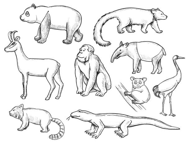 ilustraciones, imágenes clip art, dibujos animados e iconos de stock de conjunto de doodle animales salvajes - lorif