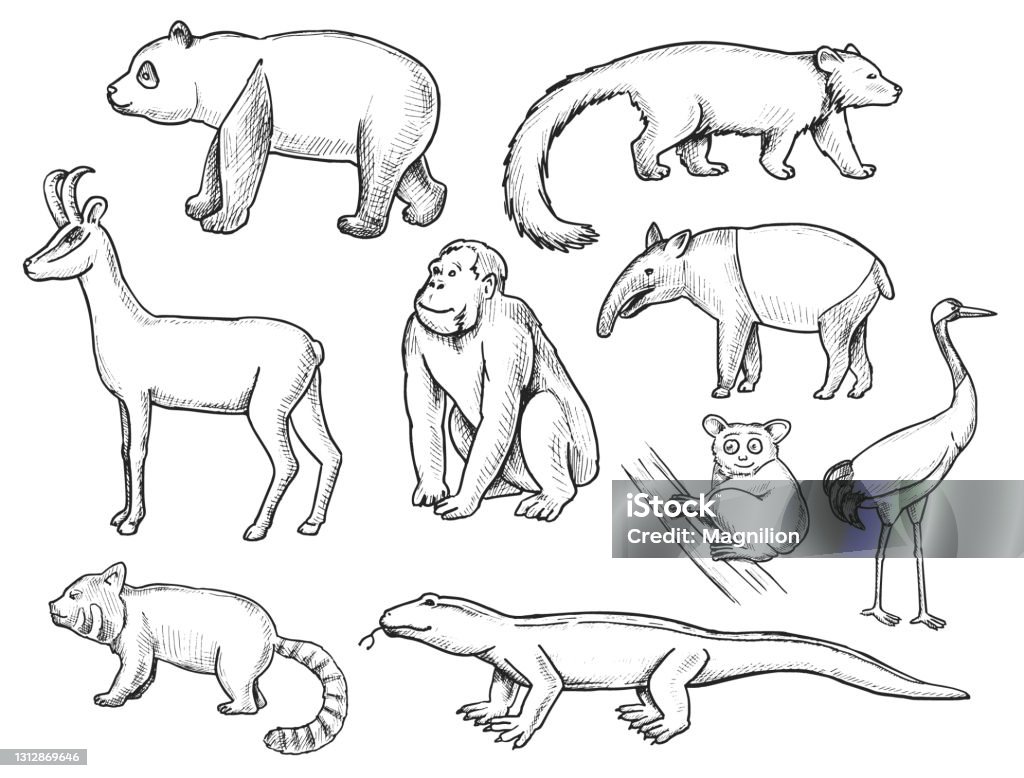 Wild Animals Doodle Set Stock Illustration - Download Image Now - Chamois -  Animal, Animal, Orangutan - iStock