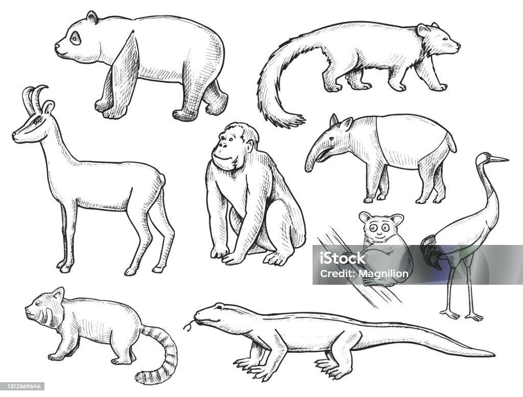Wild Animals Doodle Set Stock Illustration - Download Image Now - Chamois - Animal, Animal, Orangutan - iStock Wild Animals Doodle Set Stock Illustration - Download Image Now - Chamois - Animal, Animal, Orangutan - iStock
