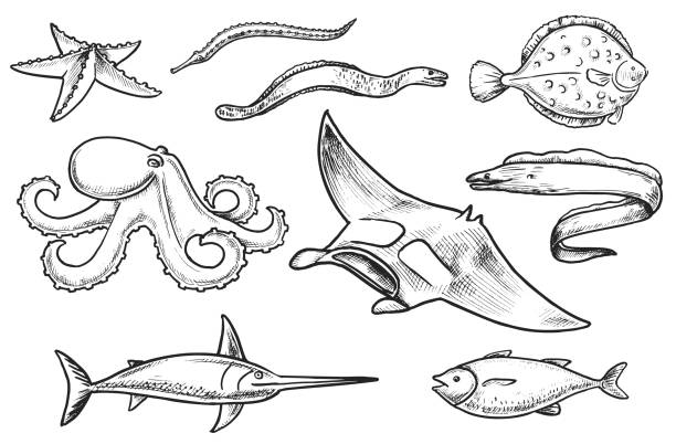 ilustraciones, imágenes clip art, dibujos animados e iconos de stock de vida marina habitantes dibujo a mano alzada - deep sea diving illustrations