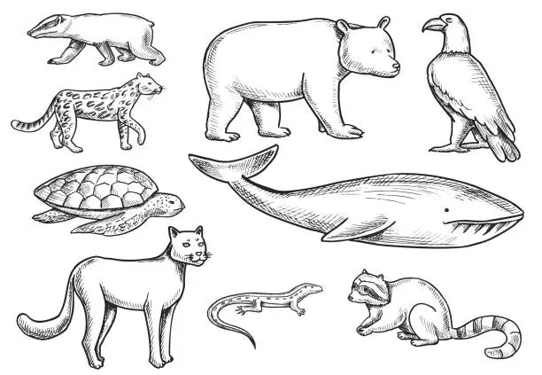 Vector illustration of Wild Animals Doodle set