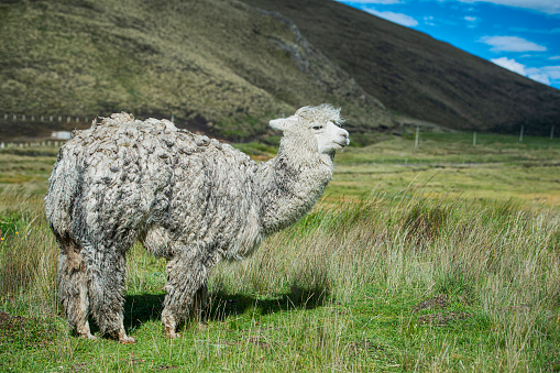 Cute Alpaca with blue eyes on farm. Beautifull and funny animal ( Vicugna pacos ) species of South American camelid.