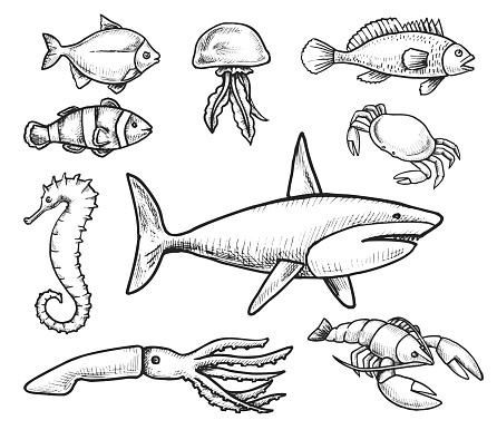 Sea Life Inhabitants Freehand Drawing Stock Illustration - Download Image  Now - Crab, Sketch, Cartoon - iStock