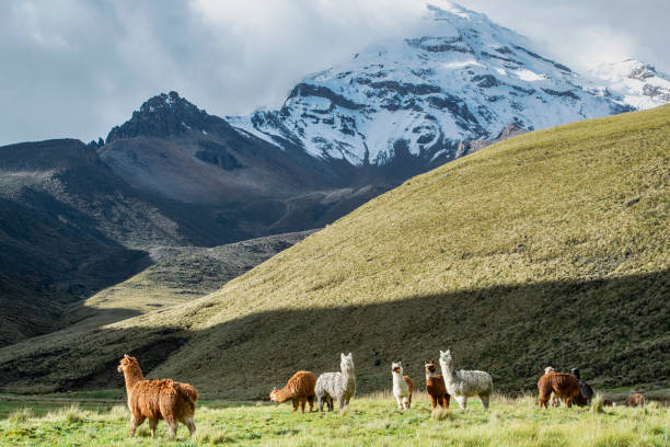 alpacas frente al volcán chimborazo, andes, ecuador - ecuador fotografías e imágenes de stock