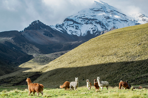 Alpacas in front of Chimborazo volcano, Andes, Ecuador