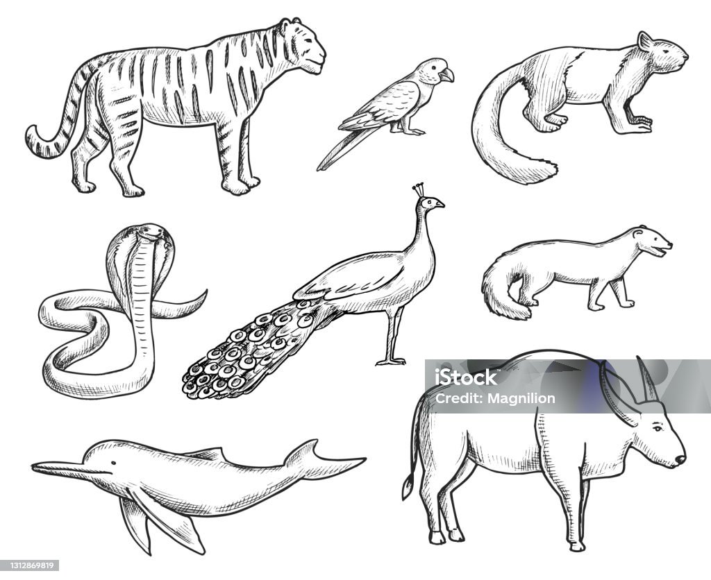 Wild Animals Doodle Set Stock Illustration - Download Image Now ...