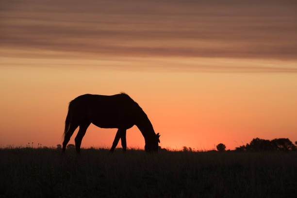 Horse grazing in Pampean sunset.Argentina