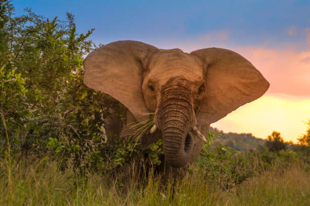 istock Aggressive African elephant at sunset in a national park during safari 1312873320