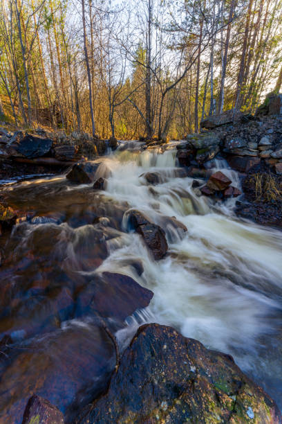 un ruscello di foresta in una foresta scandinava all'inizio della primavera, lunga esposizione - stream river water spring foto e immagini stock