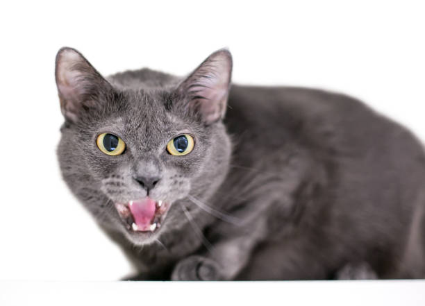An angry grey shorthair cat hissing