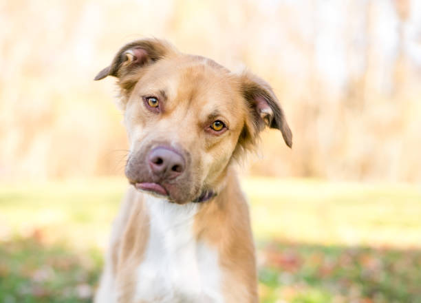 istock A Retriever x Setter mixed breed dog pouting, with a head tilt 1312873573