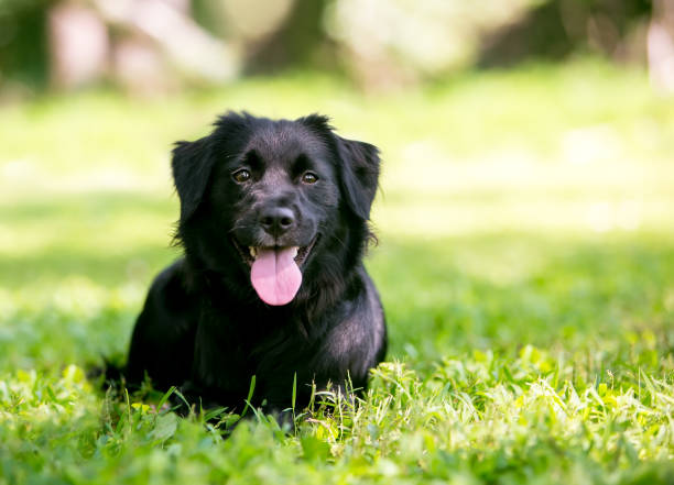 istock A black Flat-Coated Retriever mixed breed dog lying down 1312874111