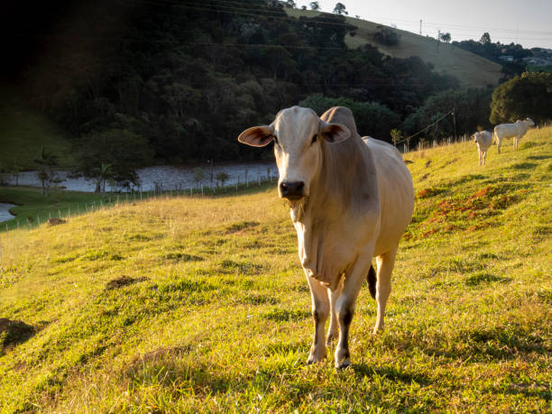 gado nelore no pasto da fazenda. - boi brasil - fotografias e filmes do acervo