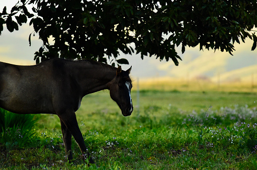 A horse grazing in a field