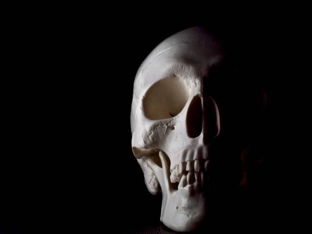 istock White human skull half shrouded in darkness 1312878291