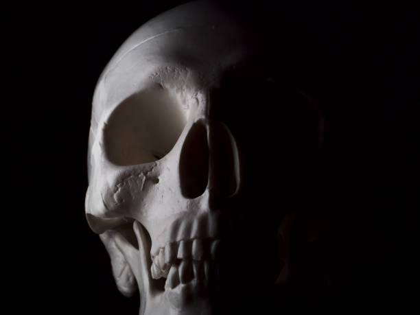 istock Closeup of white human skull 1312878292
