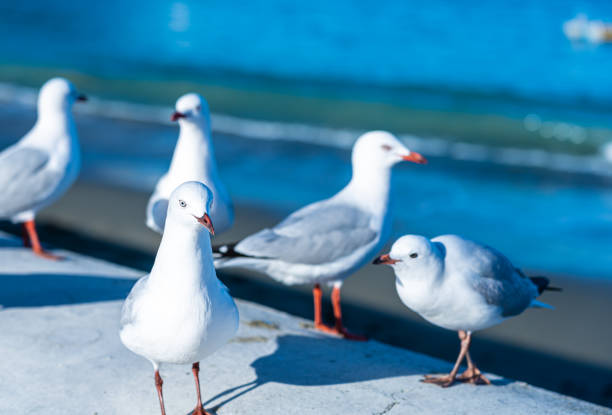istock The close-up of sea gull 1312879537