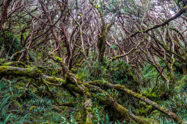 istock Forest of Polylepis trees in National Park Cajas, Ecuador 1312881494