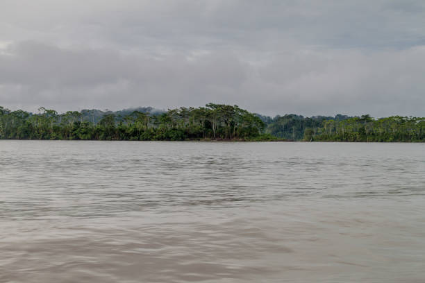 istock Jungle along river Napo, Ecuador 1312881544