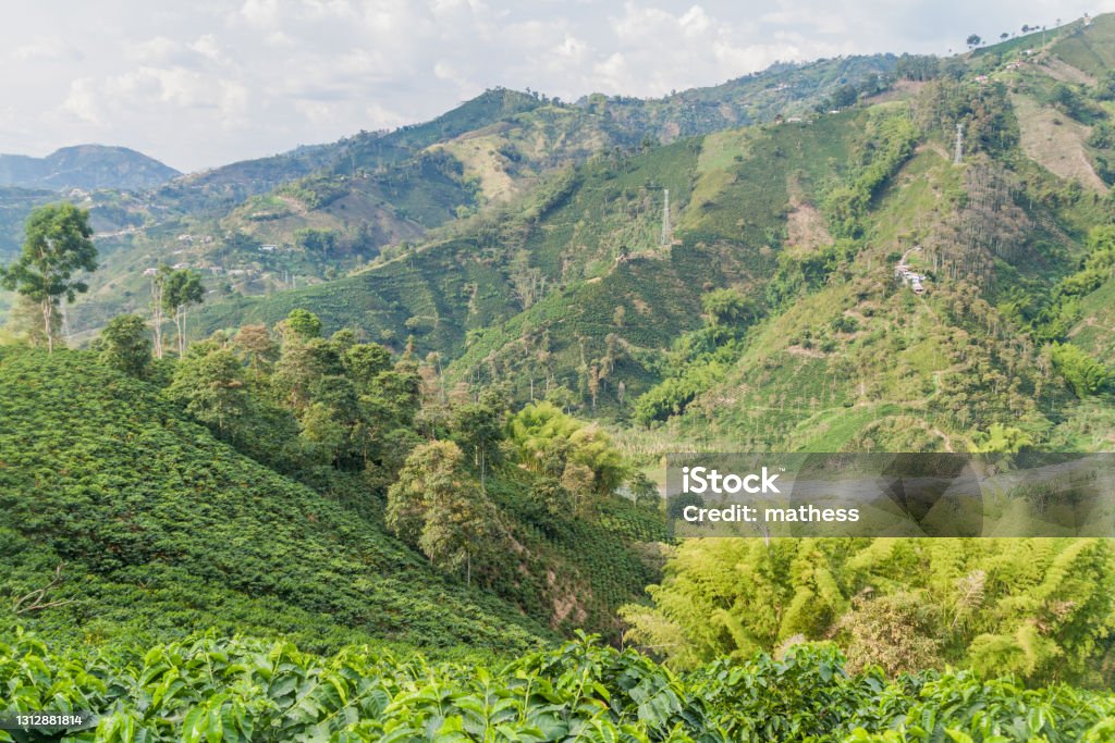 Coffee plantation near Manizales, Colombia Agriculture Stock Photo