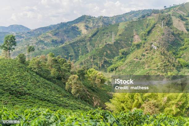 Coffee Plantation Near Manizales Colombia Stock Photo - Download Image Now - Agriculture, Bean, Color Image