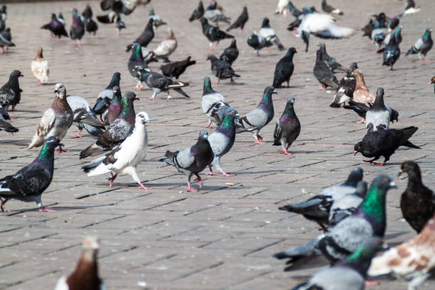 istock Street pigeons 1312881879
