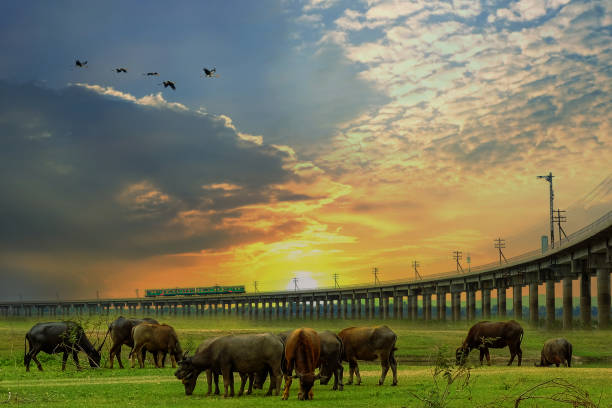 rebanhos de búfalos no campo em pasak chonlasit dam e khok salung railway bridge na província de lopburi. - cattle station - fotografias e filmes do acervo
