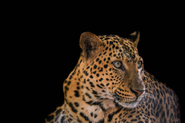 istock Close up of Leopard isolated on black background. 1312882486