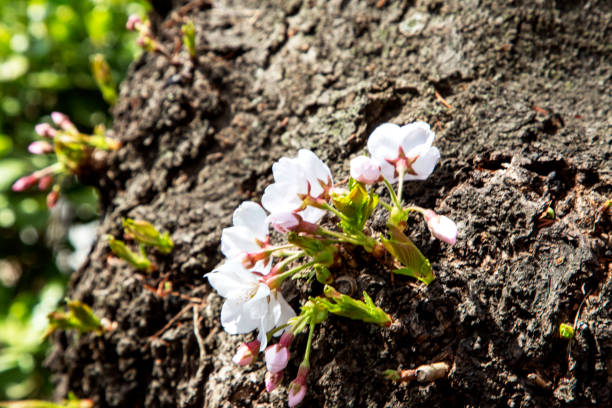 istock Cherry blossom in Namsan Dulegil 1312884135