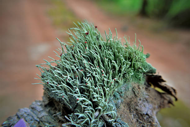 Various macilent cladonia with red flower growing on trunk in field