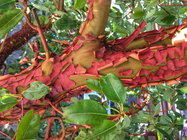 아르부투스 껍질 - 빅토리아, bc - madrona tree 뉴스 사진 이미지