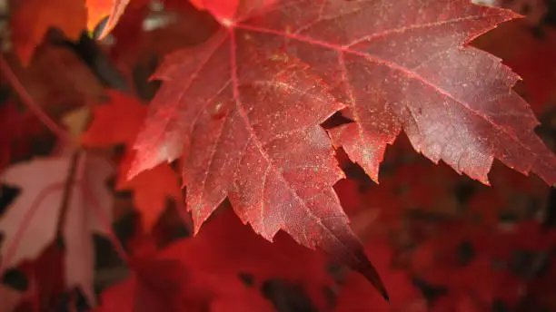 Photo of Red Maple - Ontario