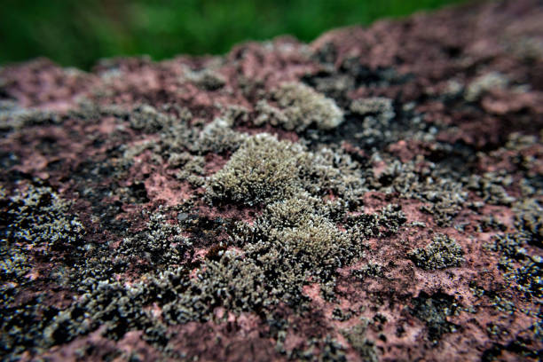 A Sporangium moss growing on the stair wall in the field