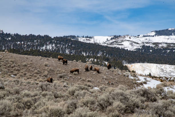 istock Herd of buffalo (bison) grazing on a hilltop 1312887601
