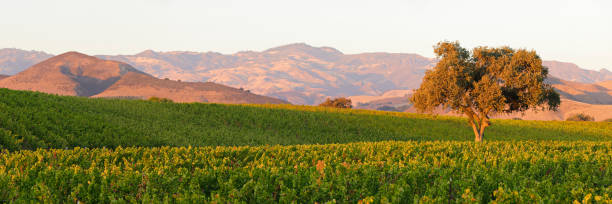 panoramic vineyard landscape - autumn - rolling landscape fotos imagens e fotografias de stock