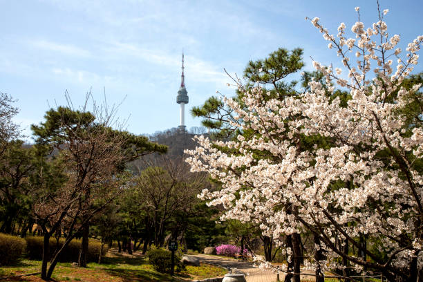 Namsan Giraffe Spring