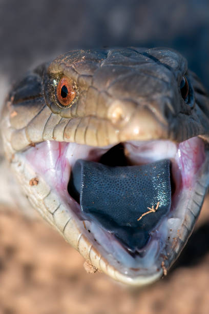 istock Baby Blue tongued lizard 1312889066