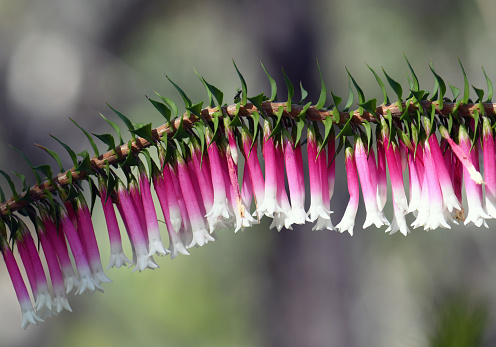 Back lit pink, red and white bell-shaped flowers of the Australian Fuchsia Heath, Epacris longiflora, family Ericaceae, growing in a Sydney woodland understory, NSW, Australia.