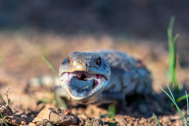 istock Baby Blue tongued lizard 1312889131